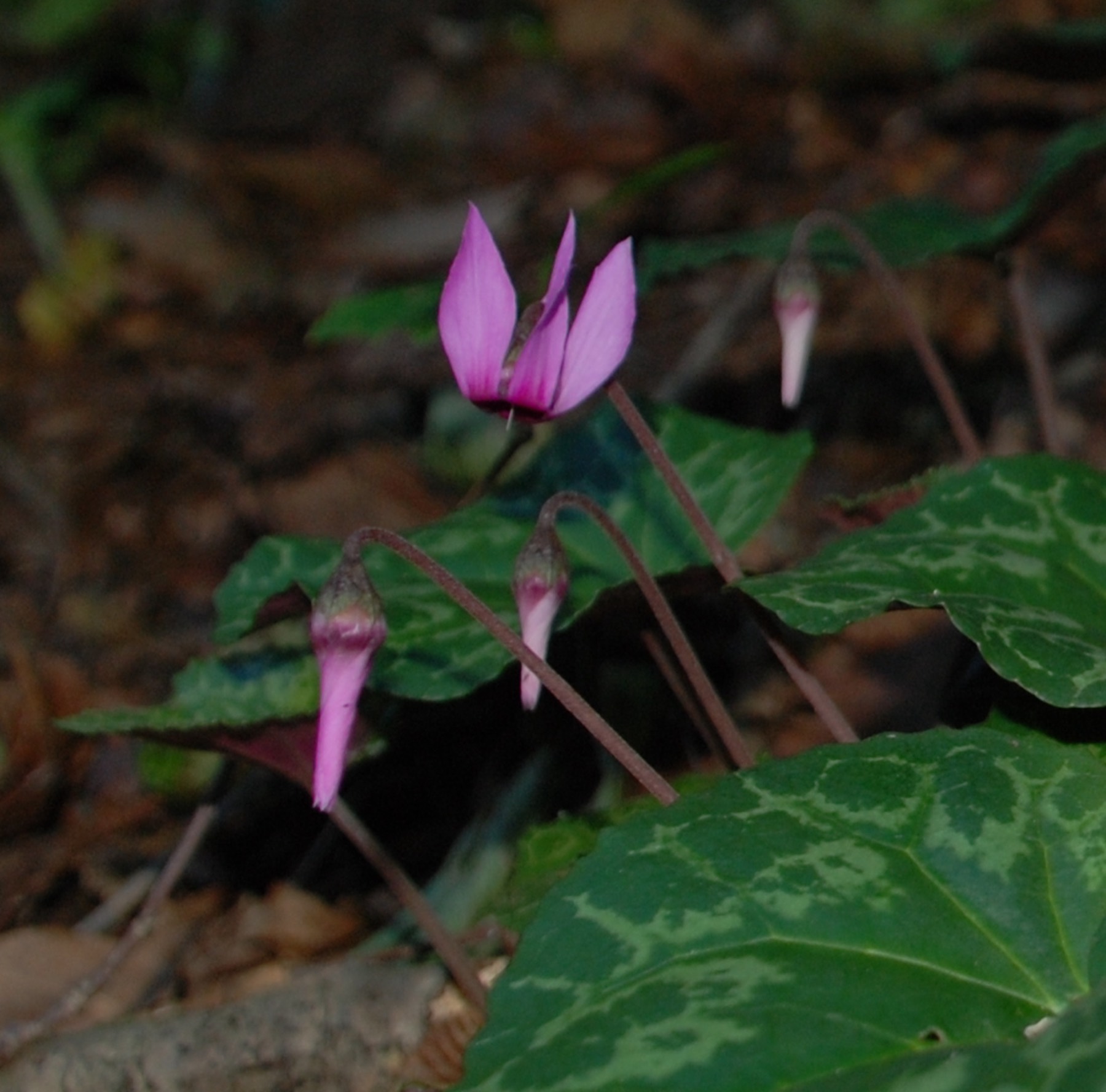 Ciclamini selvatici purpurascens nel sottobosco