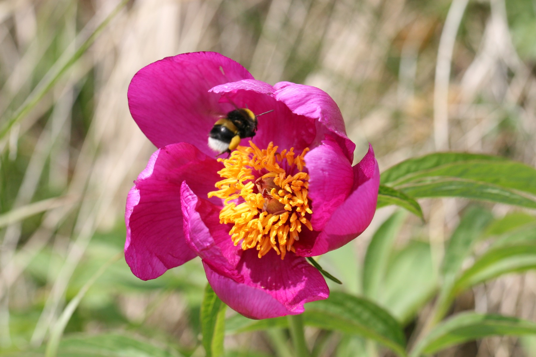 Peonia selvatica del Monte Generoso con un bombo, in maggio